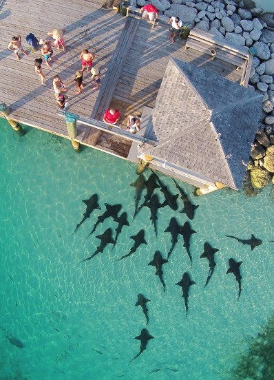 multiple whale sharks in the shallow water under a deck in the Bahamas