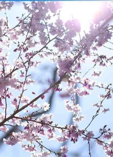 flowers blooming in cape cod