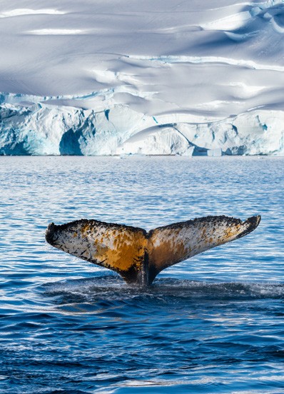 whale fins against the Antartic landscape
